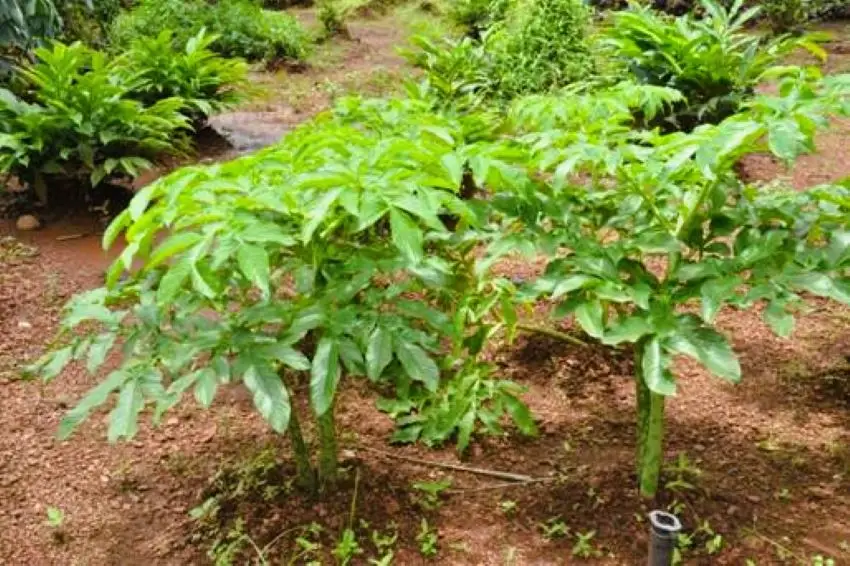 Growing Suran